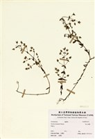 藏品(高山當藥)的圖片